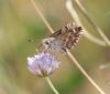 307899 – Photo : Aurèle Baretje – France (30)